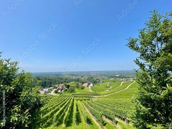 Obraz Weinberge im Schwarzwald