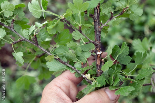 Fototapeta Diaspididae pest on branches and stems of shrubs in hand. Traces of infection sucking shell insect close-up