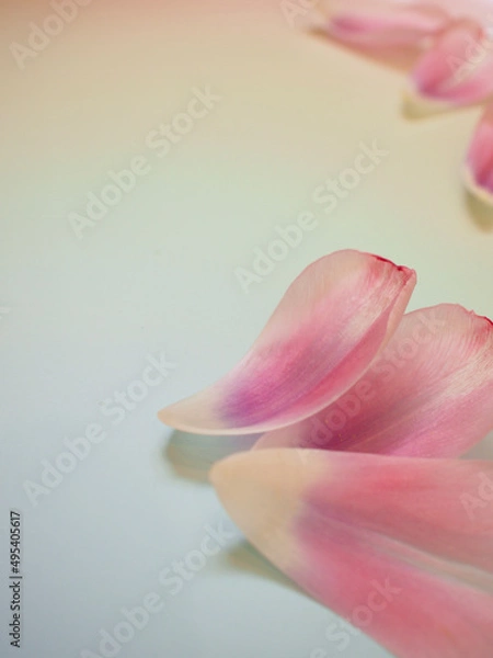 Fototapeta 花びら