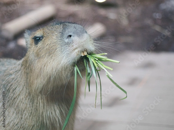 Obraz 食事中のカピバラ Capybara eating