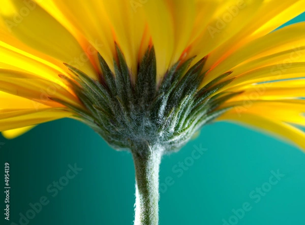 Fototapeta Yellow gerber flower on green background