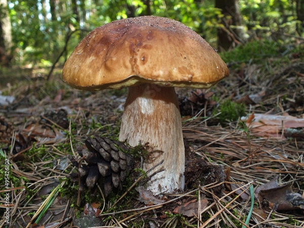 Fototapeta A boletus in the coniferous forest