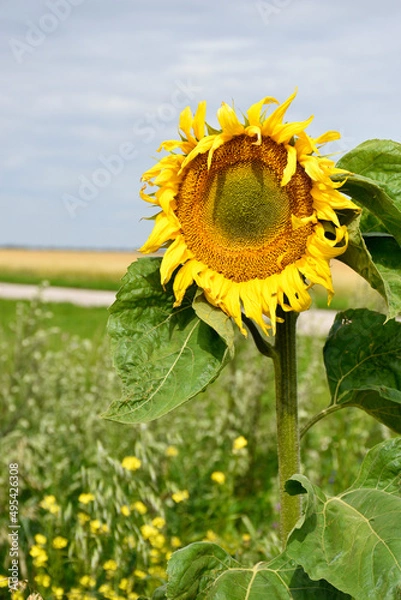 Obraz A lonely sunflower in the field