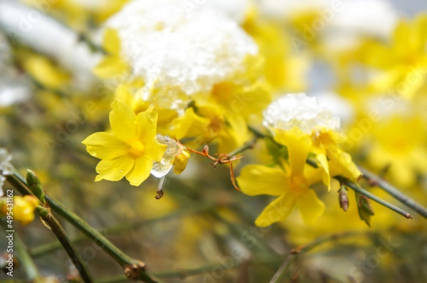 Fototapeta blooming spring flowers under snow, spring snow and yellow flowers            