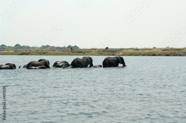 Obraz elephants crossing chobe river