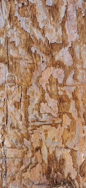 Obraz Baumrinde