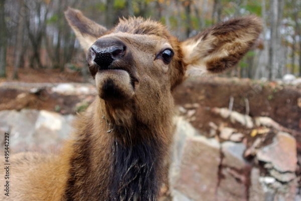 Obraz brown deer face with funny expression