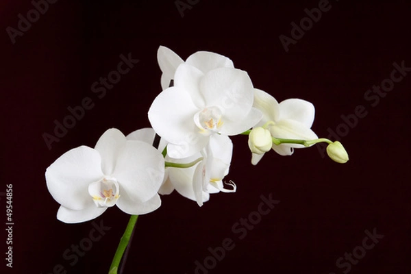 Fototapeta White orchid on the dark background