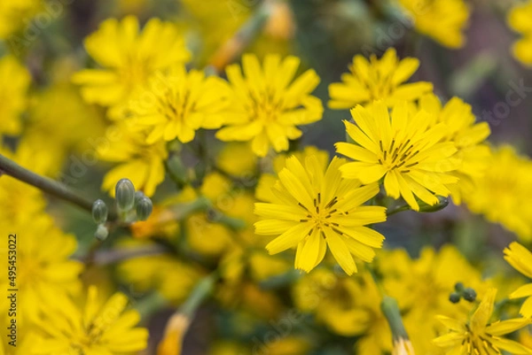 Obraz bright small yellow flowers in spring