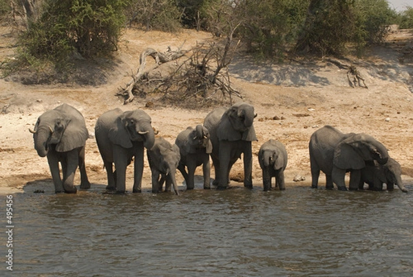Obraz elephants drinking from chobe river
