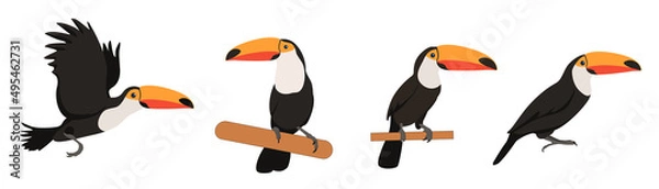 Fototapeta Set of toucans from different angles on white background. Vector beautiful characters toucans in cartoon style.