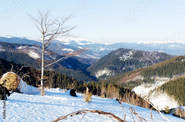 Fototapeta Landscape winter mountains and a tree without leaves. Concept Mountain tourism. Horisontal orientation.