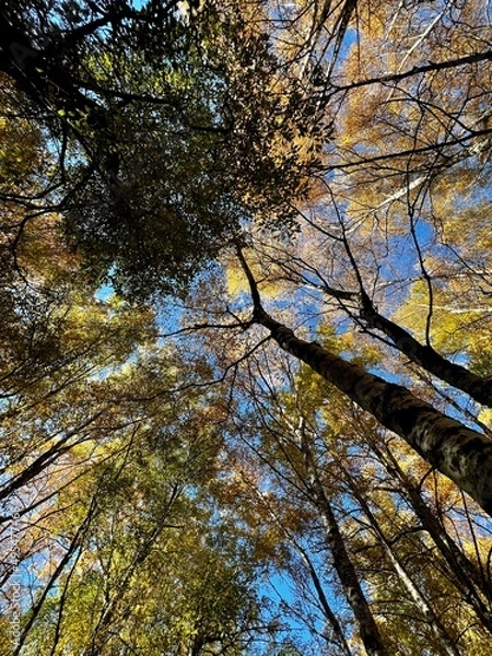 Fototapeta Trees in autumn