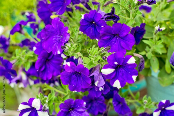 Obraz  Decorative flowers petunia