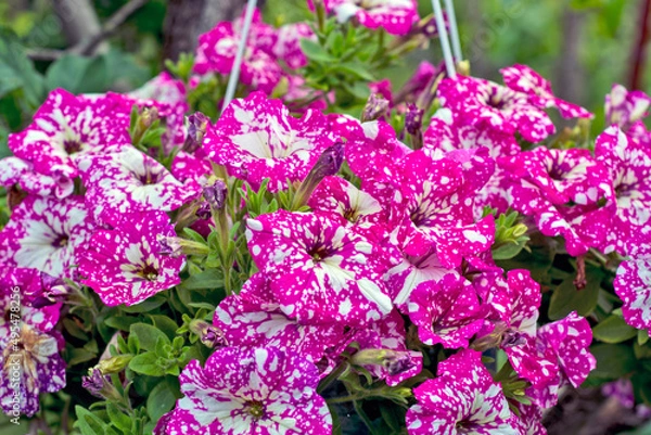Obraz  Decorative flowers petunia