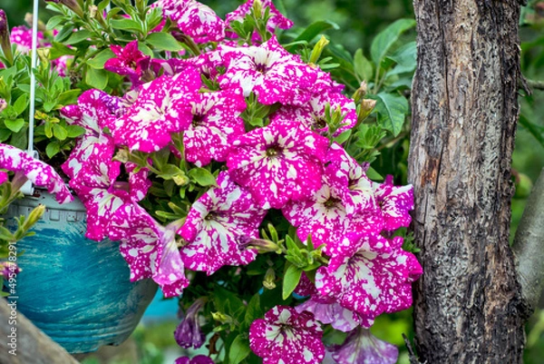 Obraz  Decorative flowers petunia