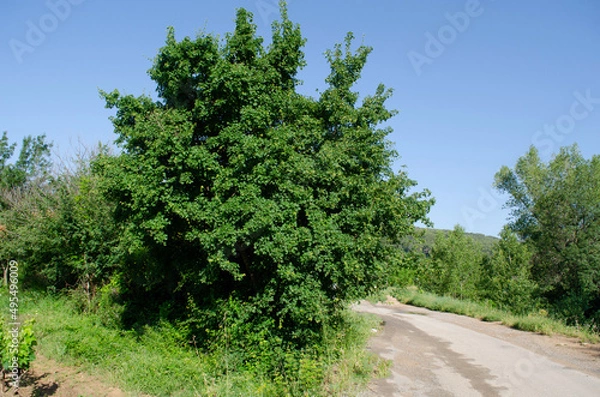 Fototapeta Country maple, Acer campestre