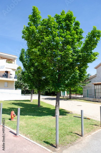 Fototapeta Acer platanoide, Maple