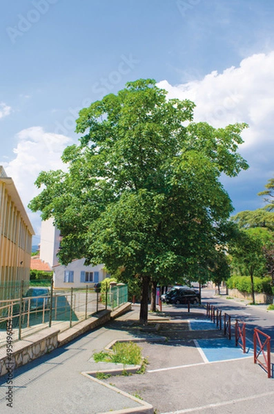 Fototapeta Acer pseudoplataneus, Sycamore maple