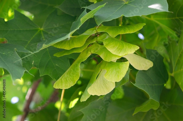 Fototapeta Maple samaras, Acer platanoide