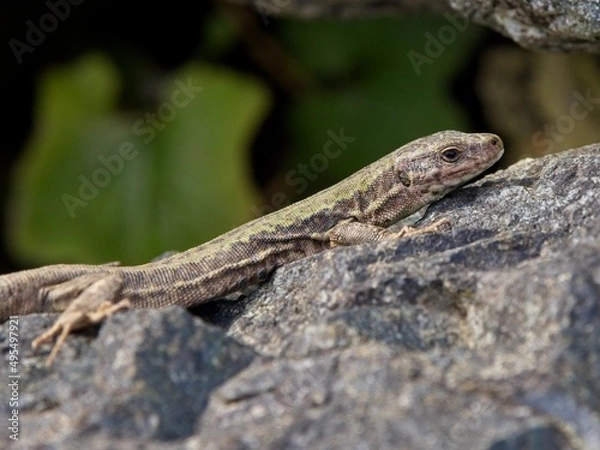 Obraz European Wall Lizard basking in the sun on warm rocks