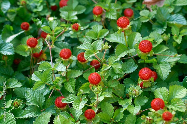 Obraz berry of Indian strawberry in the field