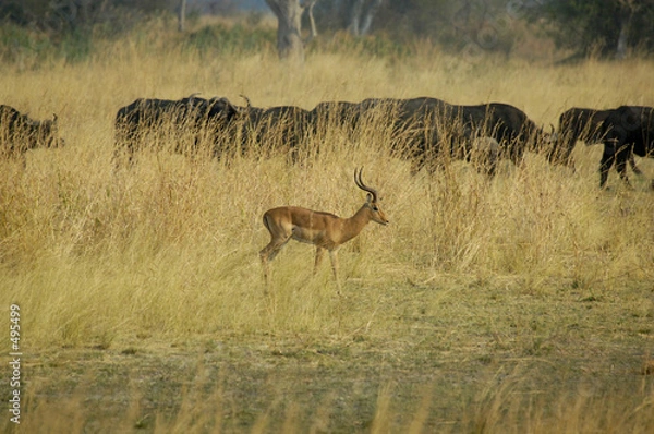 Obraz impala and cape buffalo