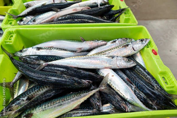 Obraz Verdel, Caballa  mackerel , entering port and put up for auction 
