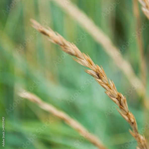 Obraz Summer wheat