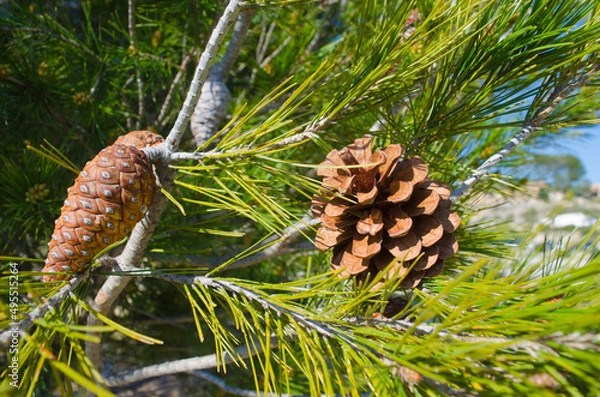 Fototapeta Cones of Pinus halepensis, Aleppo pine