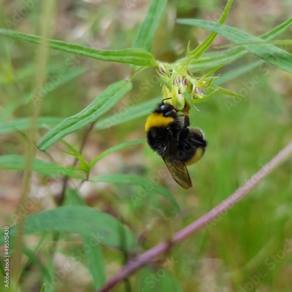 Obraz Bumblebee brekafast