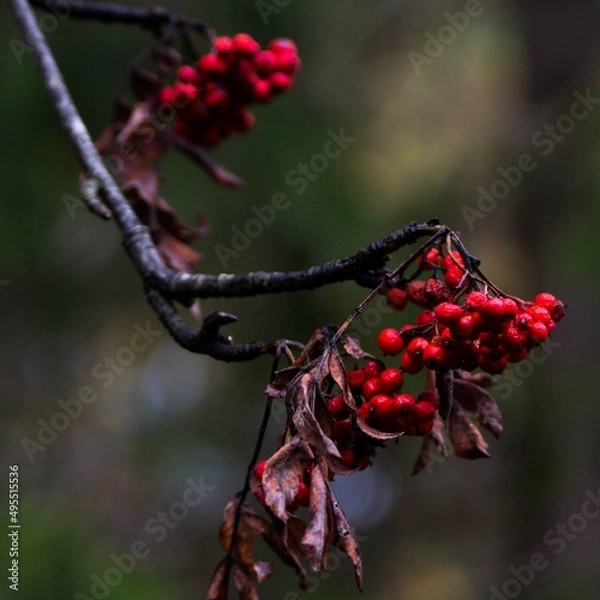 Obraz The last rowanberries