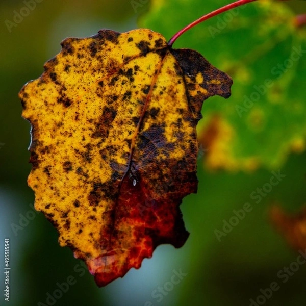 Obraz Dead leaf