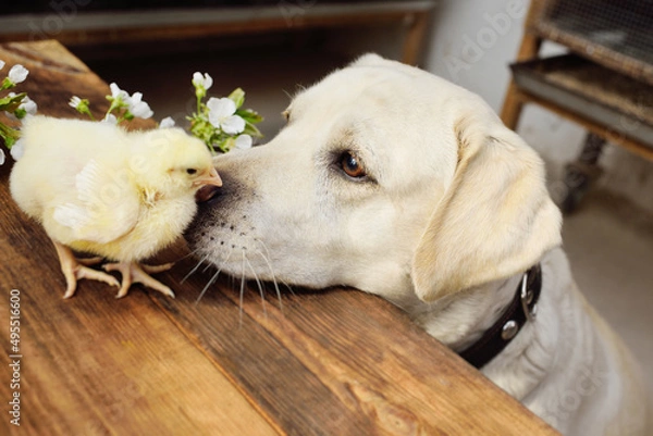 Fototapeta dog labrador retriever looks with interest and sniffs a chicken chick on a wooden table against the background of a flowering branch.