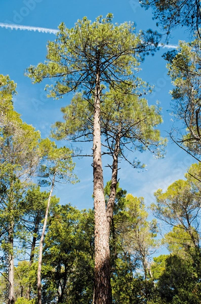 Fototapeta Pinus pinaster, maritime pine, forest