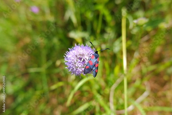 Obraz Insect on a flower