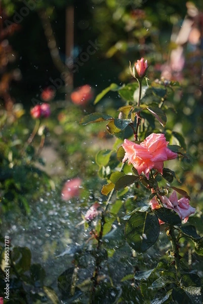 Fototapeta rose under water drops