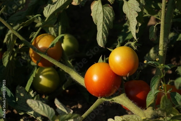 Fototapeta tomatoes on the vine
