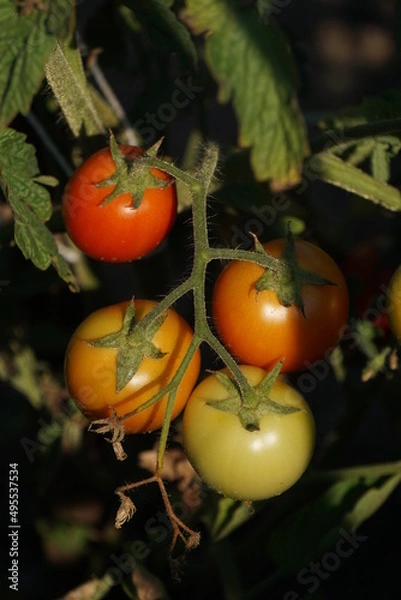 Fototapeta tomatoes on the vine