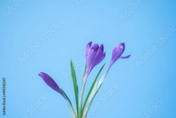 Obraz Bouquet crocus on a blue background. Spring concept. copy space