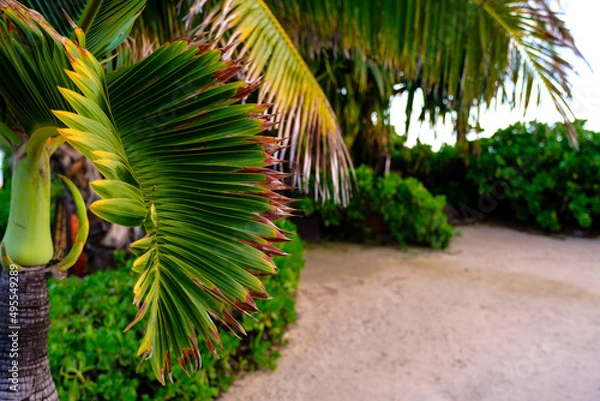 Obraz tropical palm tree