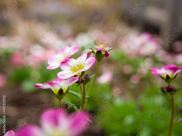 Fototapeta 春の庭に咲く花のクローズアップ
