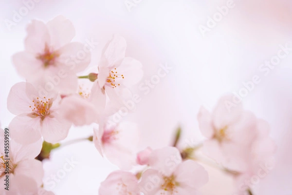 Fototapeta 桜　満開　