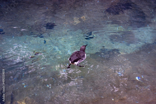 Fototapeta View of a black and white common murre swimming in its water habitat at the Point Defiance Zoo