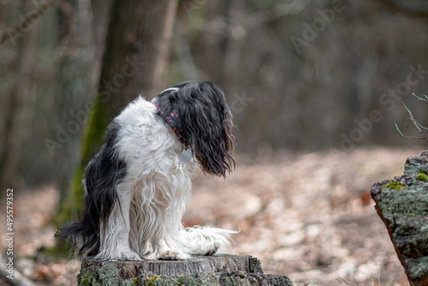 Fototapeta Small fluffy dog sitting on a log. Black ears, white hair, overcast early spring day in a woodland in Poland. Selective focus on the details, blurred background.