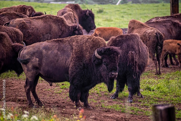 Obraz Male bison standing in front of a herd. Large scary brown mammal with horns. Buffalo family in a farm. Selective focus on the details, blurred background.