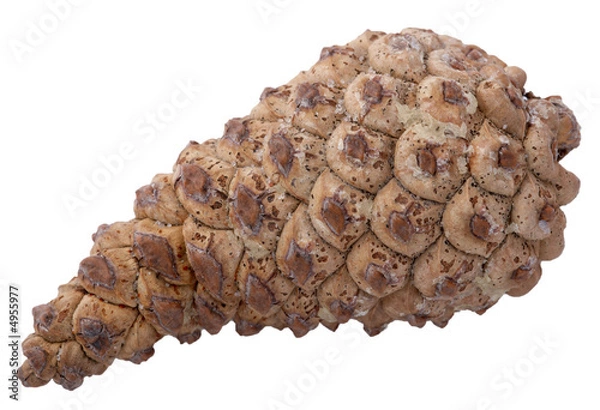Fototapeta Pinecone over white background