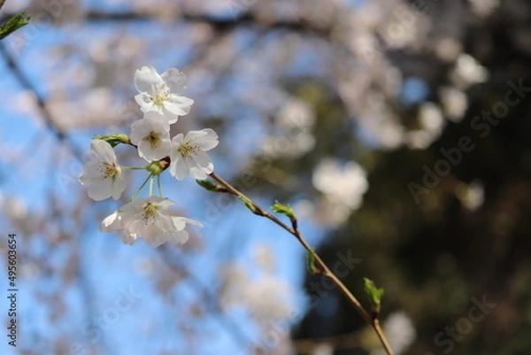 Obraz 青空と桜