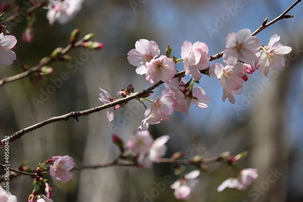 Obraz 桜