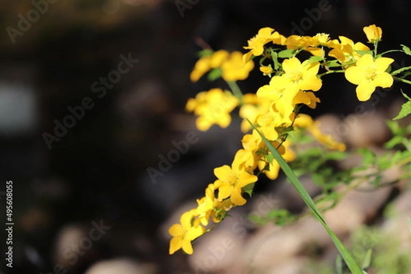 Obraz 山吹(ヤマブキ)